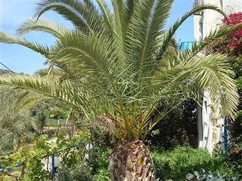 Creta Sun Agia Pelagia (Crete)