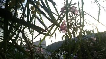 Mimoza Studios * Skiathos Town