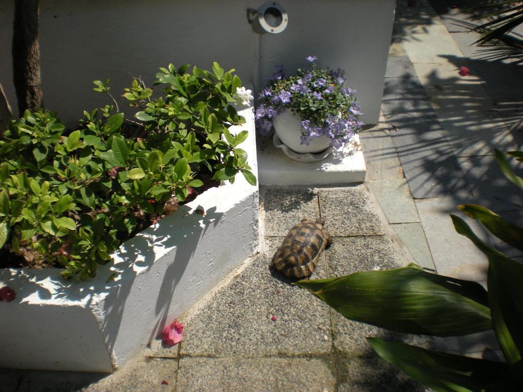 Aparthotel Manolis' House Skiathos Town