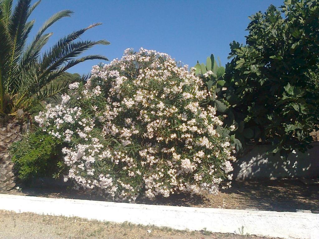Dionysia * Kefalos (Kos)