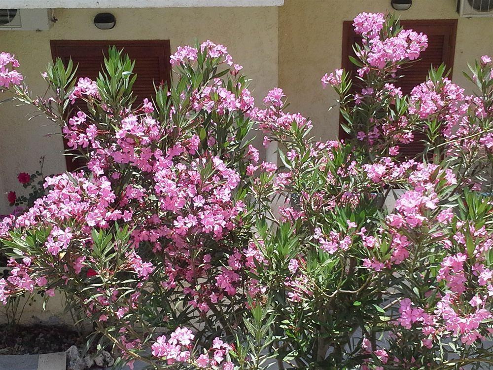 Amaril Apartment