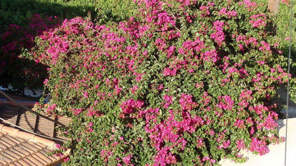 Amaril * Platanes (Rethymno)
