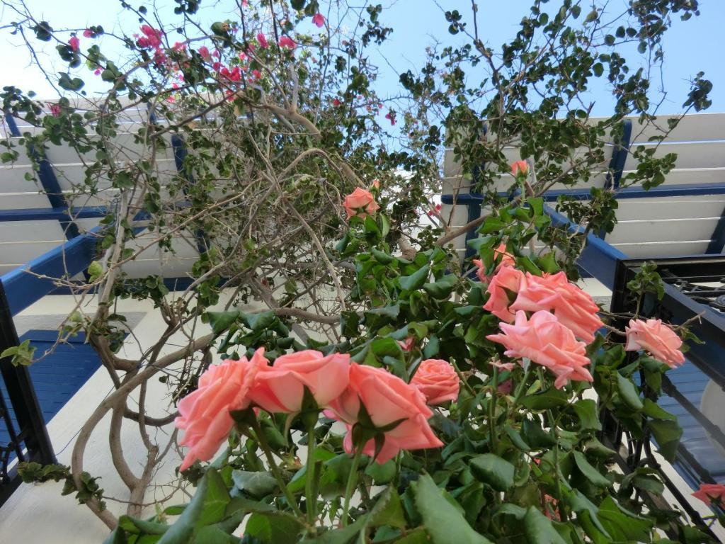 Pigasos 2* Agios Prokopios (Naxos)
