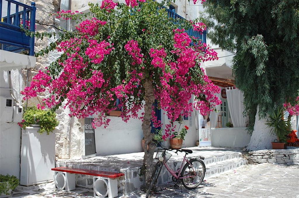 Orange Antiparos