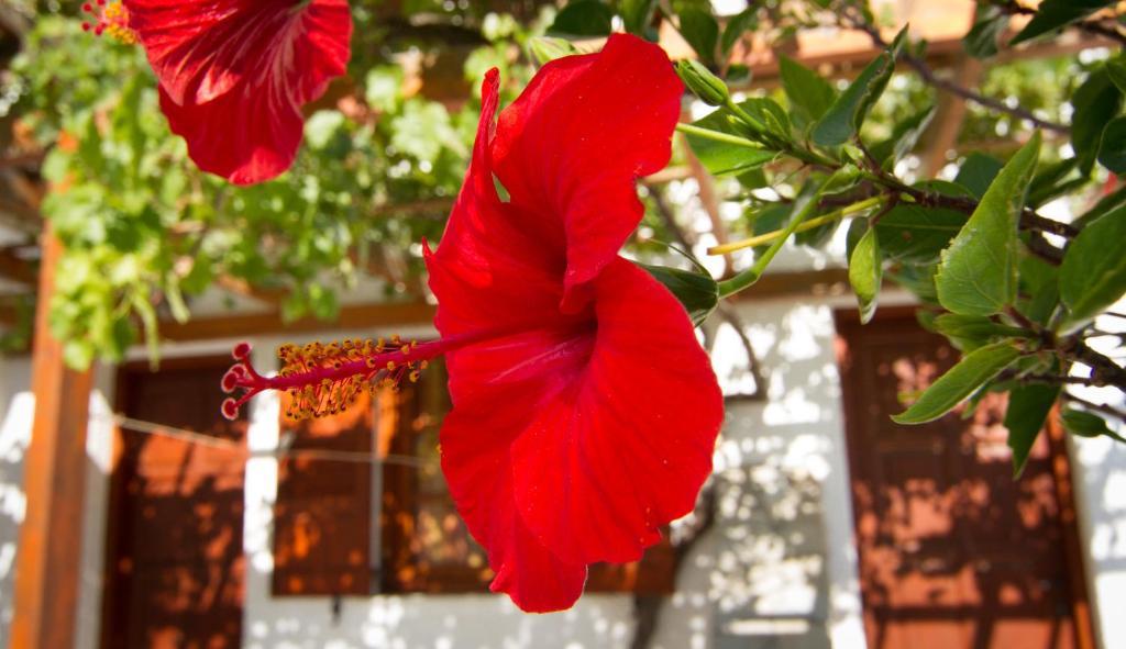 Guest house Village Twins Chora (Ios)