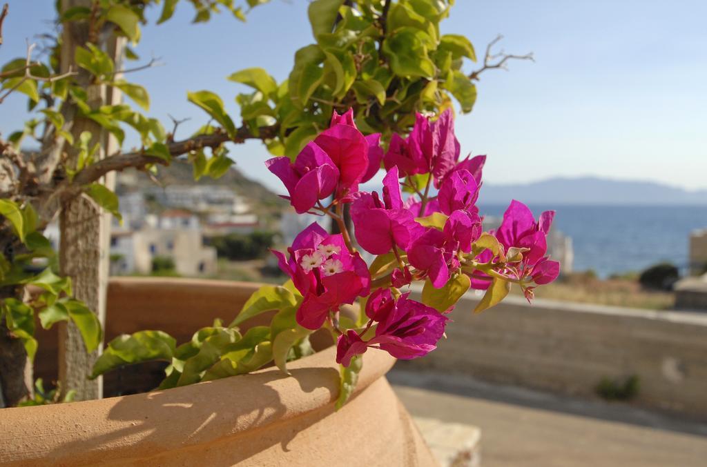 Pantonia