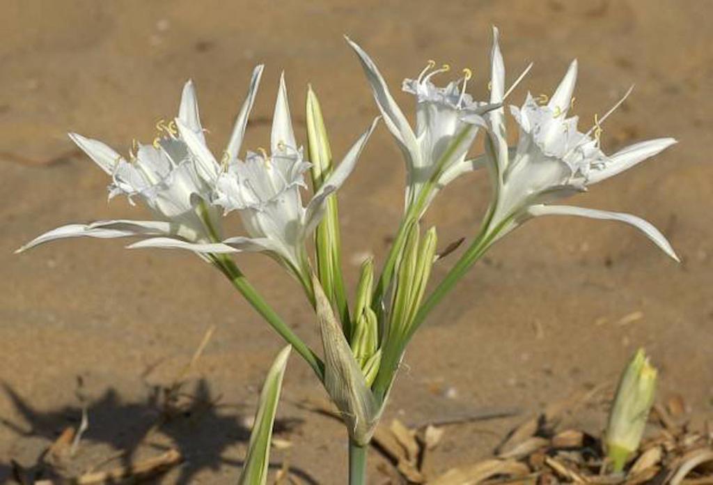 Gramvousa Kissamos