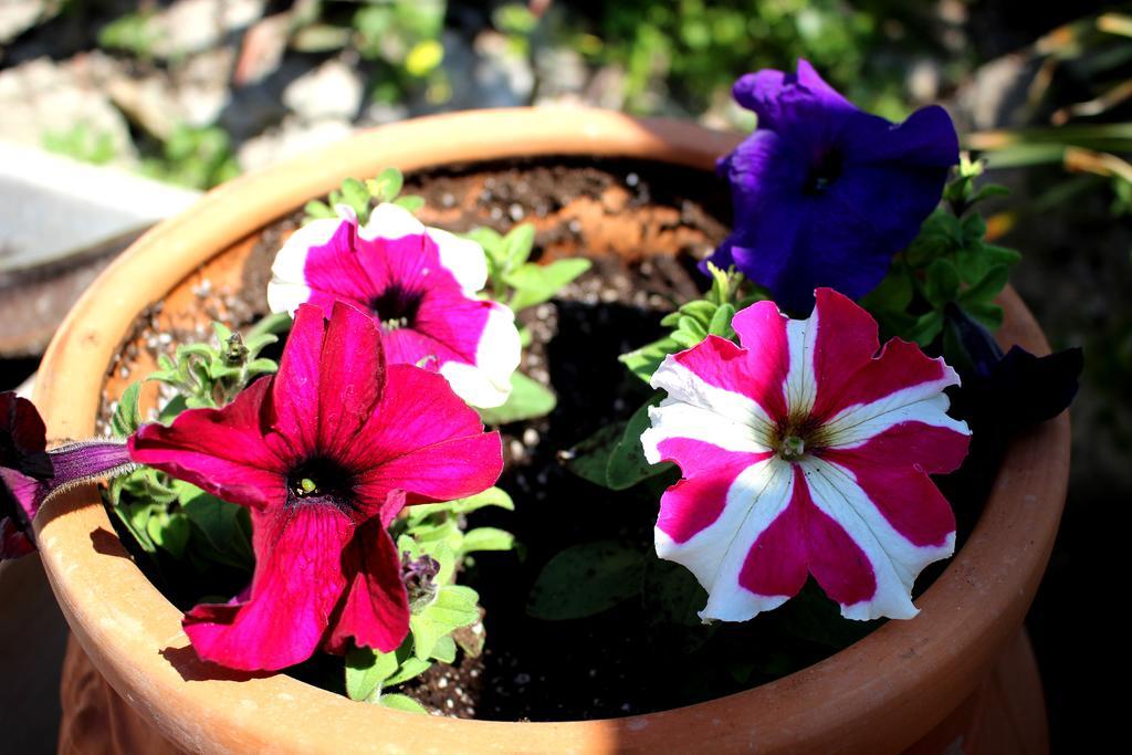 Sofia Filoxenia House Holiday home *