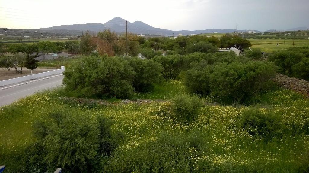 Stolidi