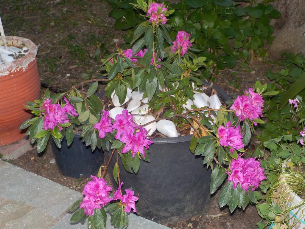 Azalea Megali Ammos (Skiathos)
