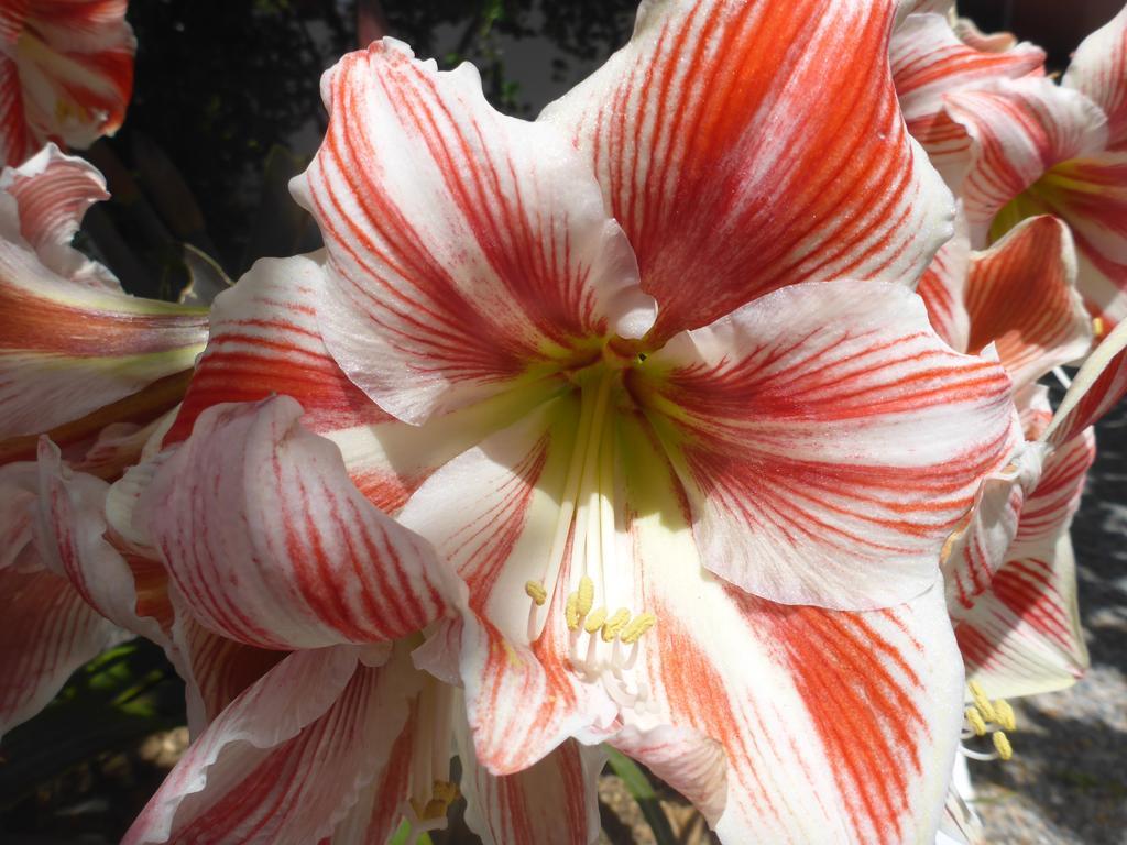 Resbithas Gythio