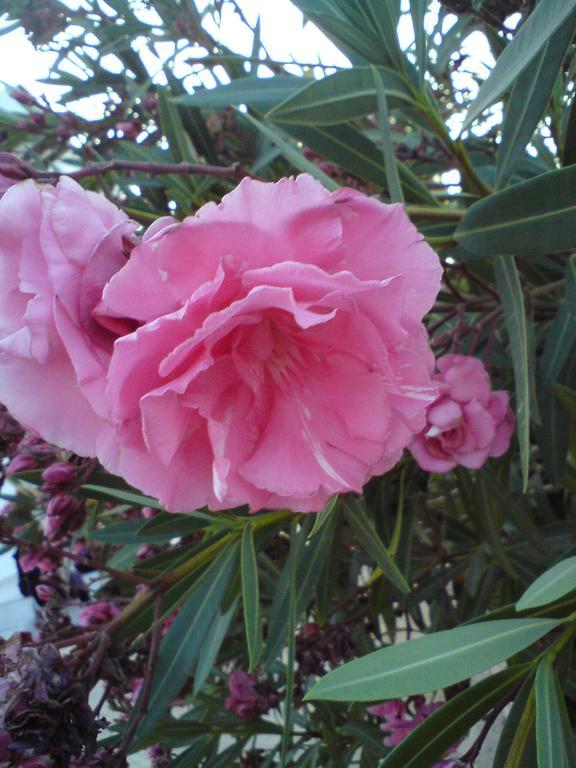 Xenia * Makry Gialos (Crete)