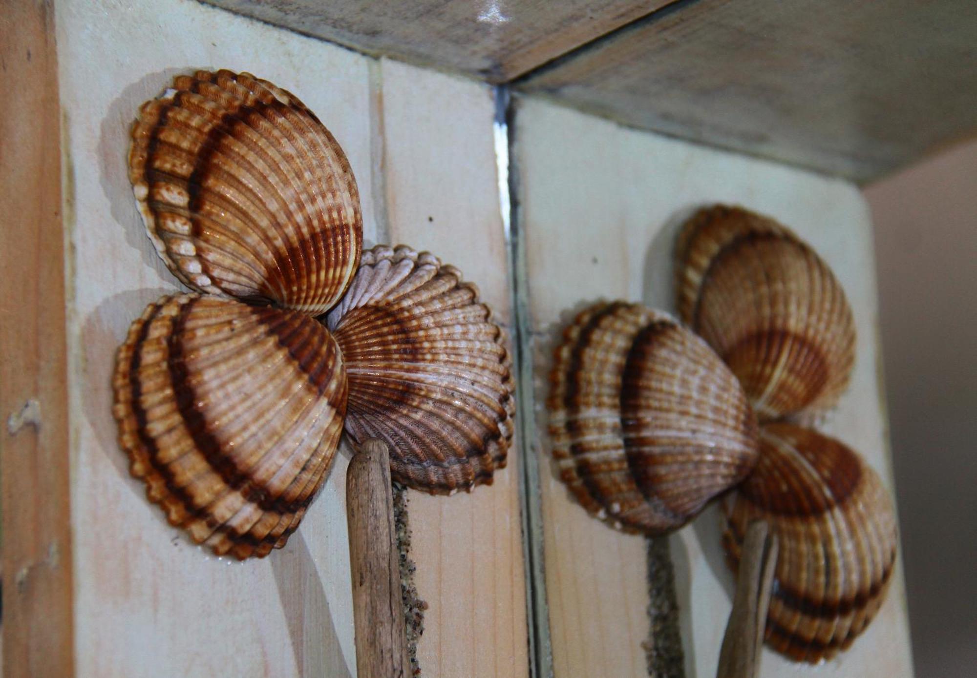 Fasoli Paralia Panteleimonos