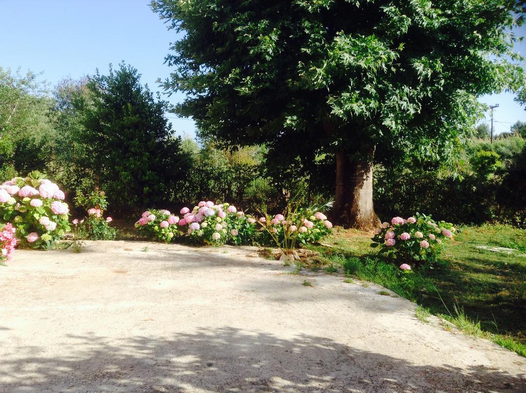 Oneiropagida * Preveza