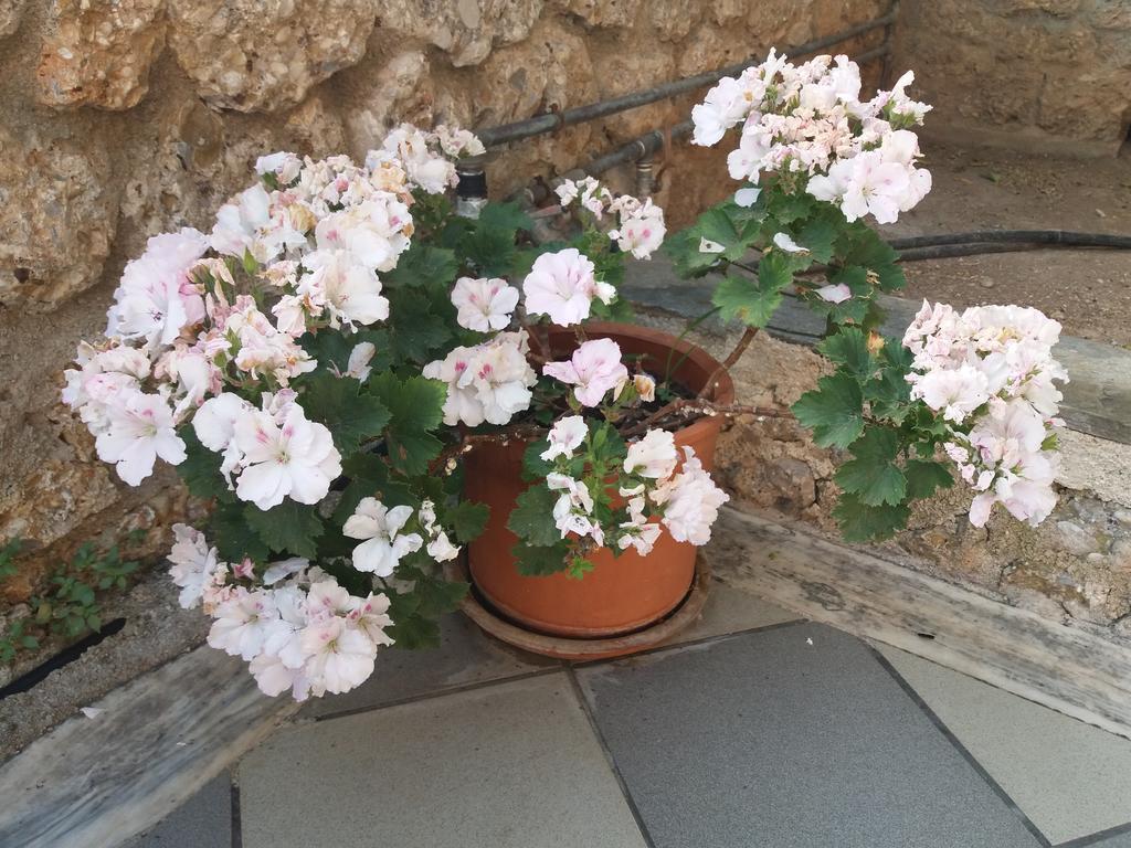 Captain's 2* Spetses Town