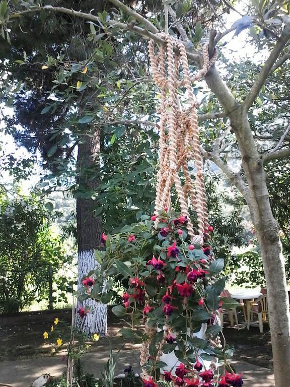 Garden Valentina