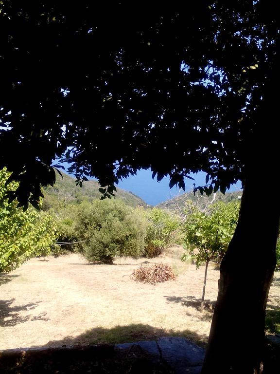Nightingale Pelion Kalamaki (Thessaly)