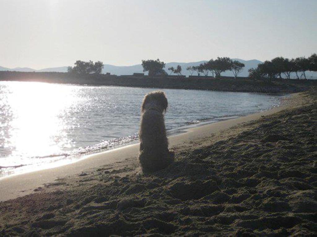 To The Garden * Aliki (Paros)