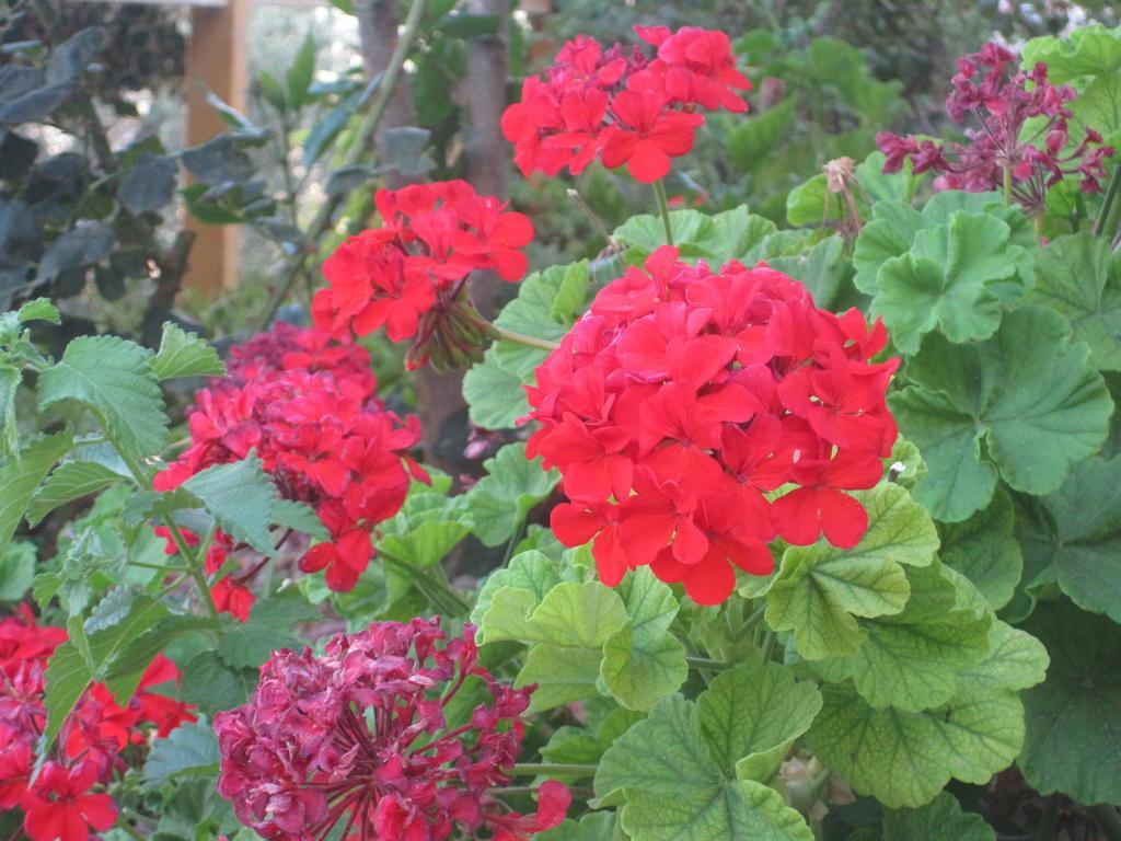 Sunshine Crete