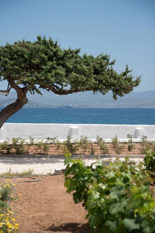 Ariakas * Parikia (Paros)