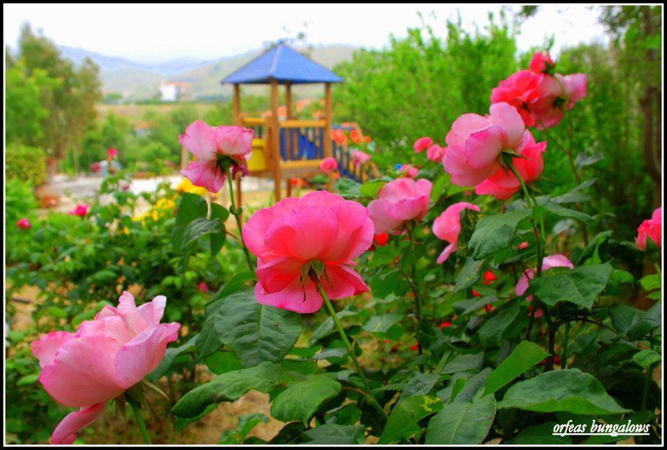 Orfeas Bungalows Mithymna