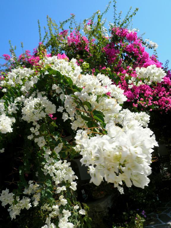 Dimitra 3* Kastraki (Naxos)