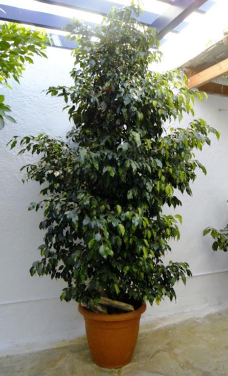 Apartment Idroussa