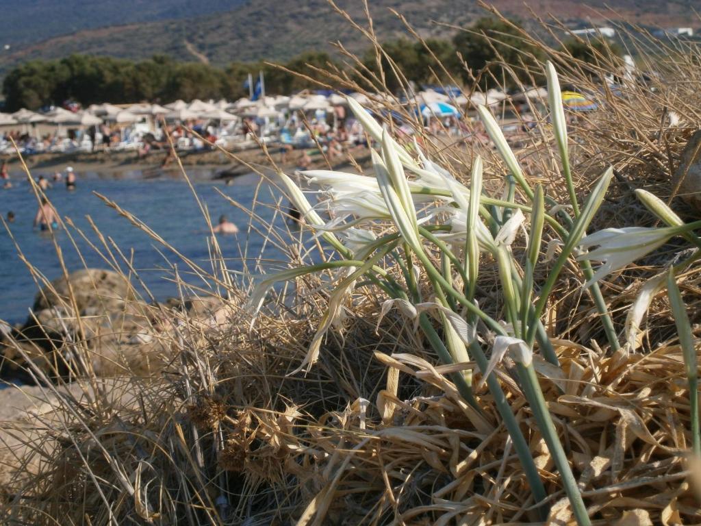 Stella Family Malia (Crete)