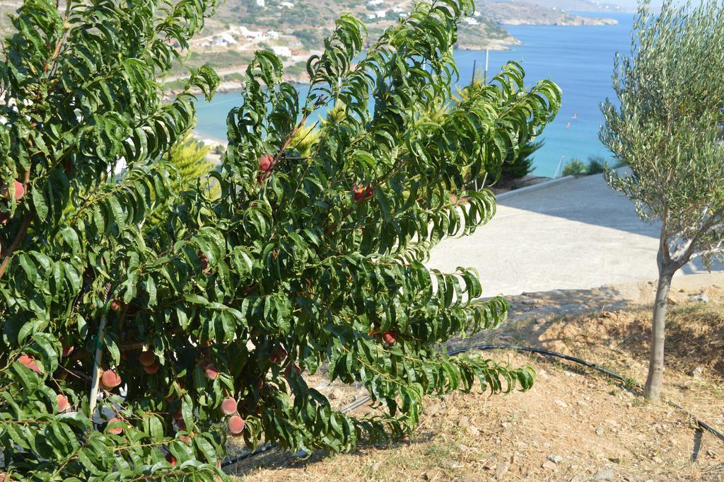 Villa Andros Private Villa Overlooking The Blue Aegean Sea *