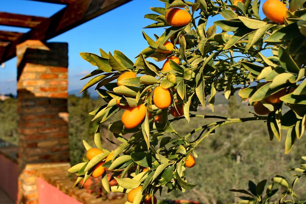 Kardami -country House Holiday home Agios Gordios (Corfu)