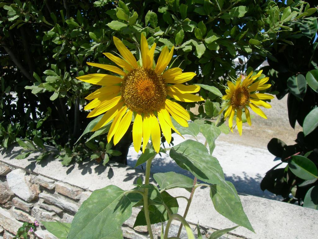 Bizas & Parikia (Paros)