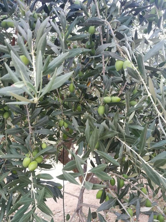 Elea Stone In Organic Quiet Olive Grove, Prinos, Thassos