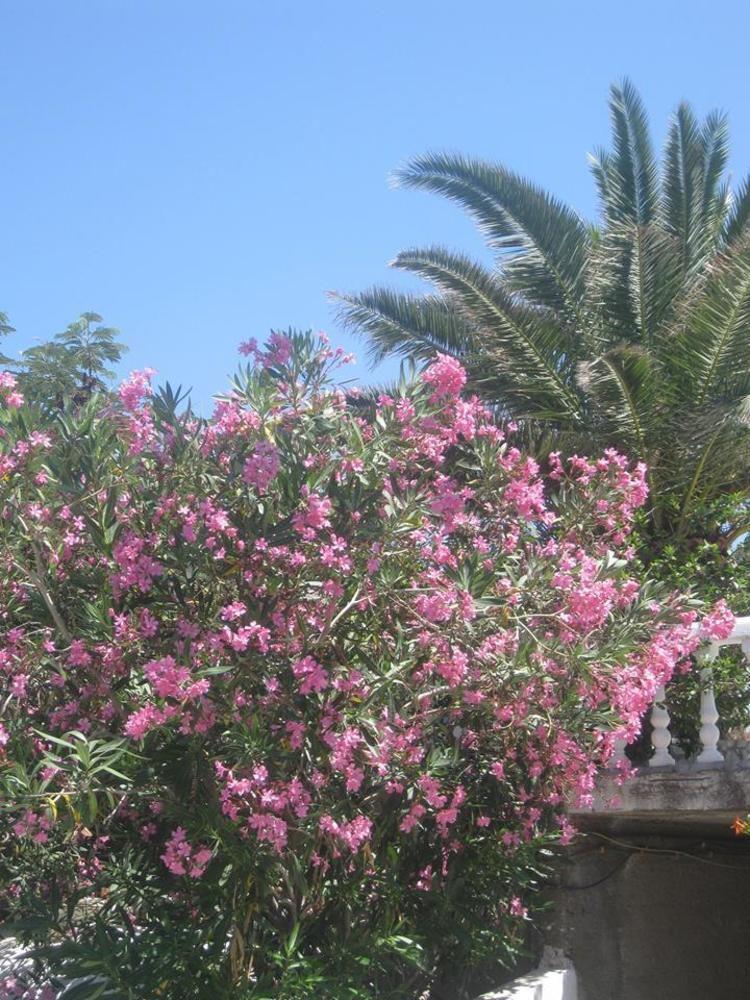 Porfyris Mandraki (Nisyros)