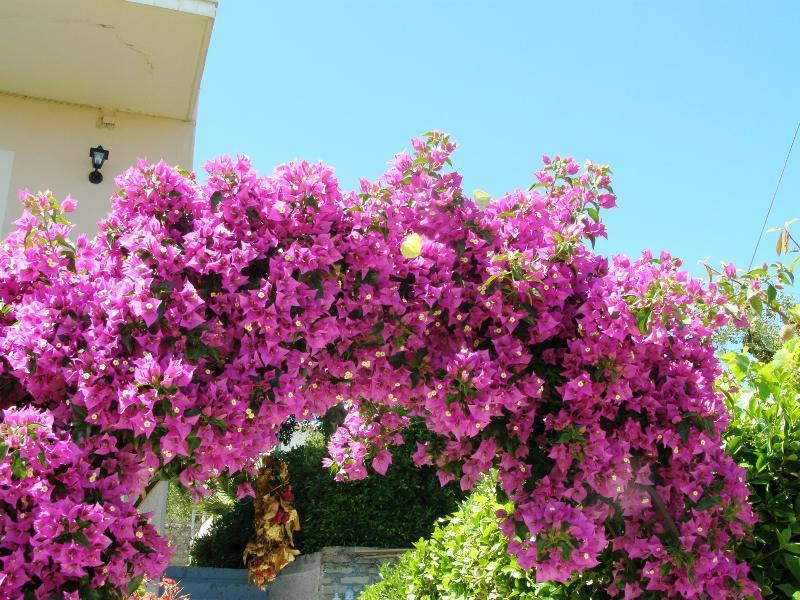 Apostolos & Eleni Family Apartment *