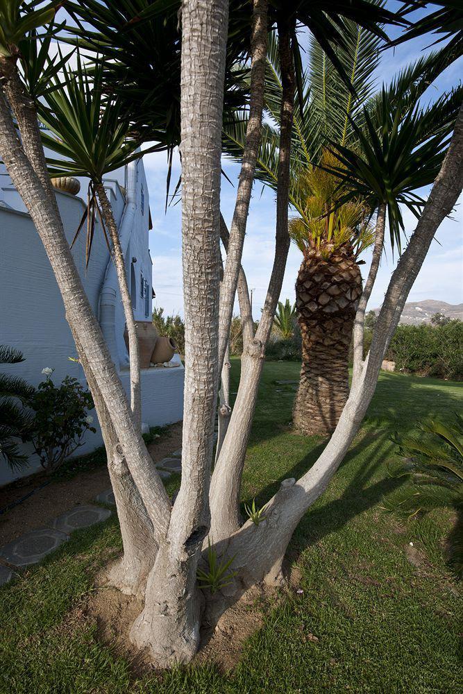 Ammos Naxos 3* Naxos City