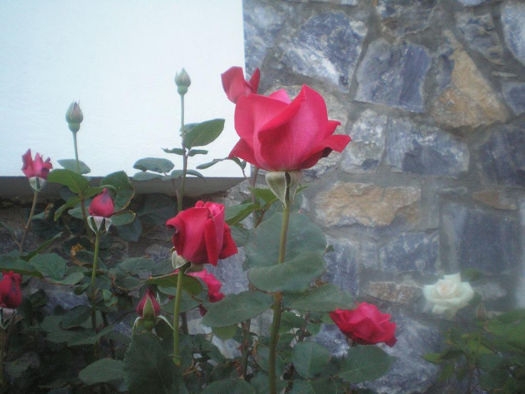 Apollon Plomari