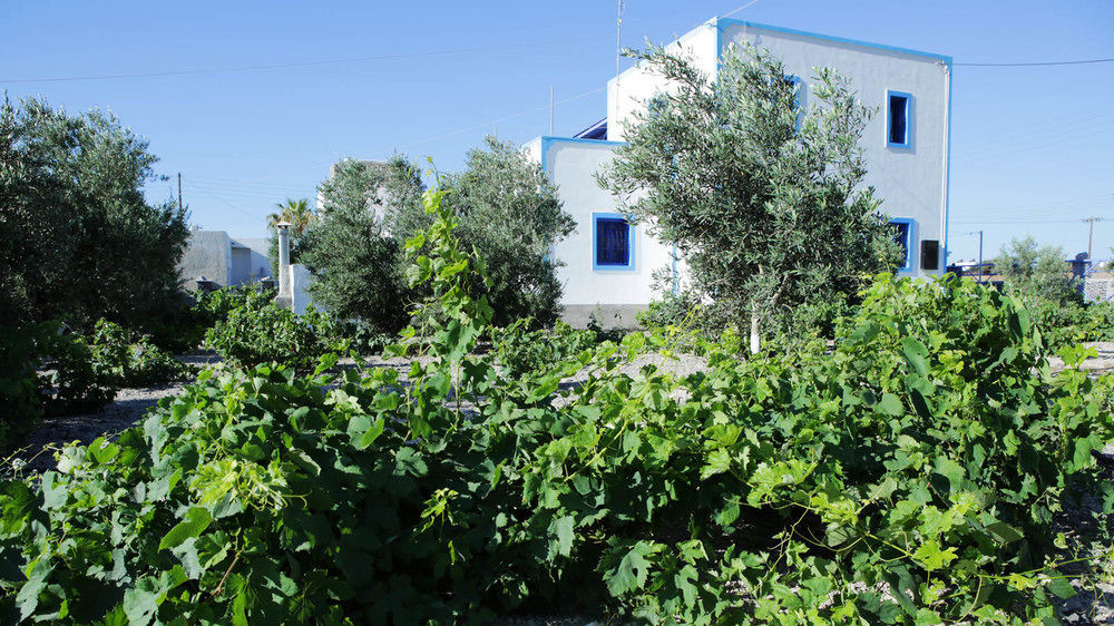 Kapetanios Apartment Perivolos (Santorini)