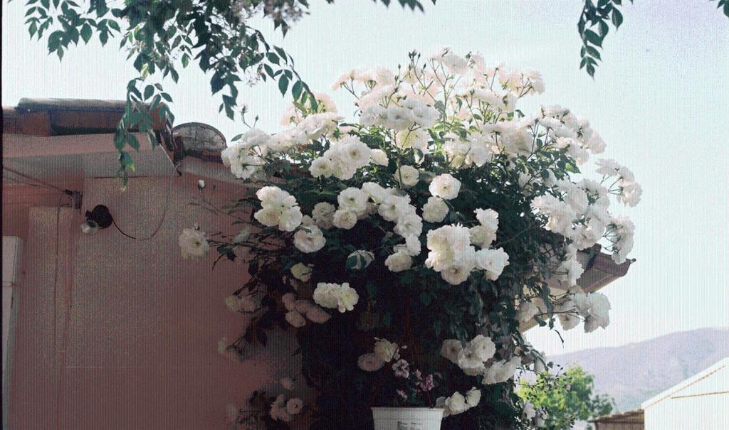 The Garden's * Vlikhon