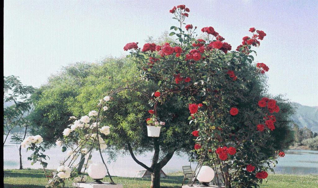 The Garden's *