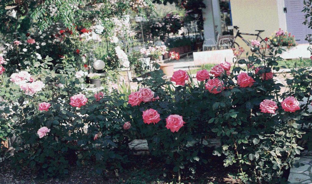 The Garden's