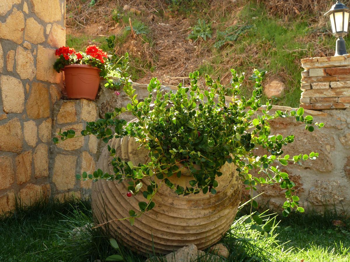 Xenios Zeys Guest house Synikia Mesi Trikalon