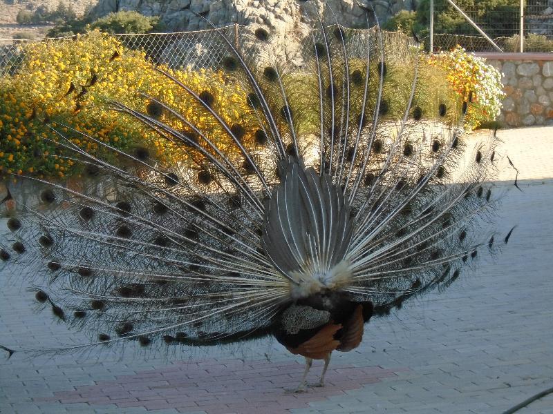 Aparthotel Lindos Nest Pefki (Rhodes)