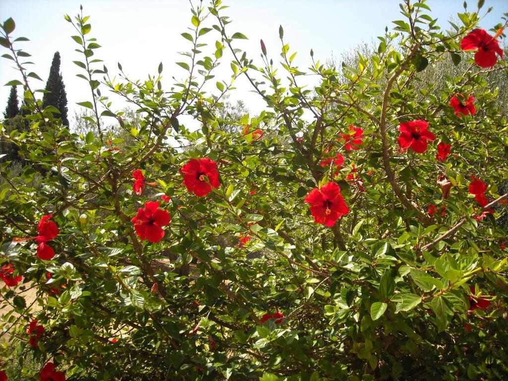 Erietta 3* Svoronata