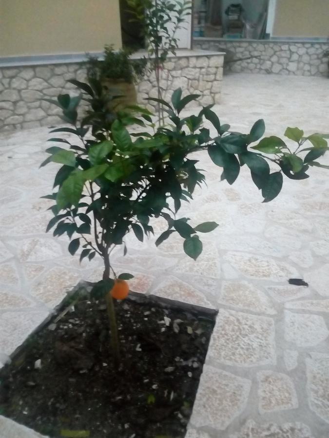 Athineon *