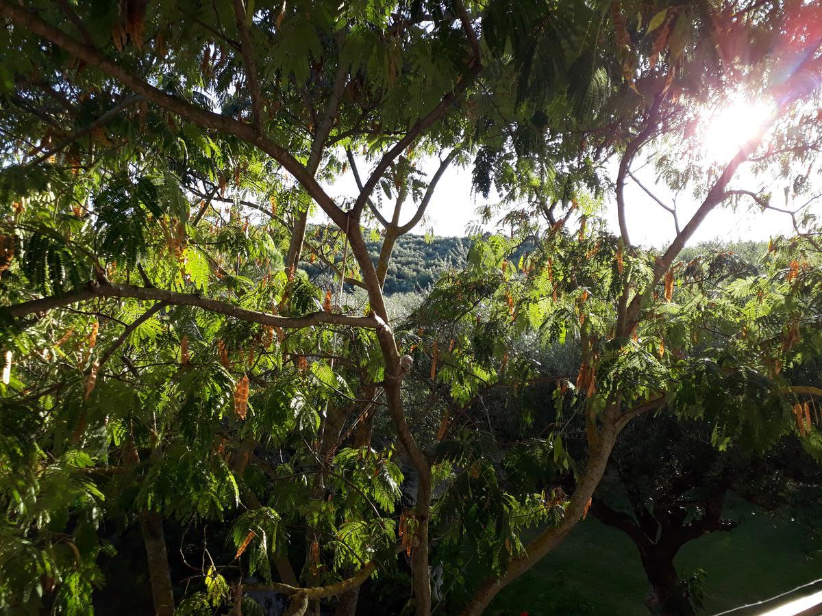 Oasis Amoudi