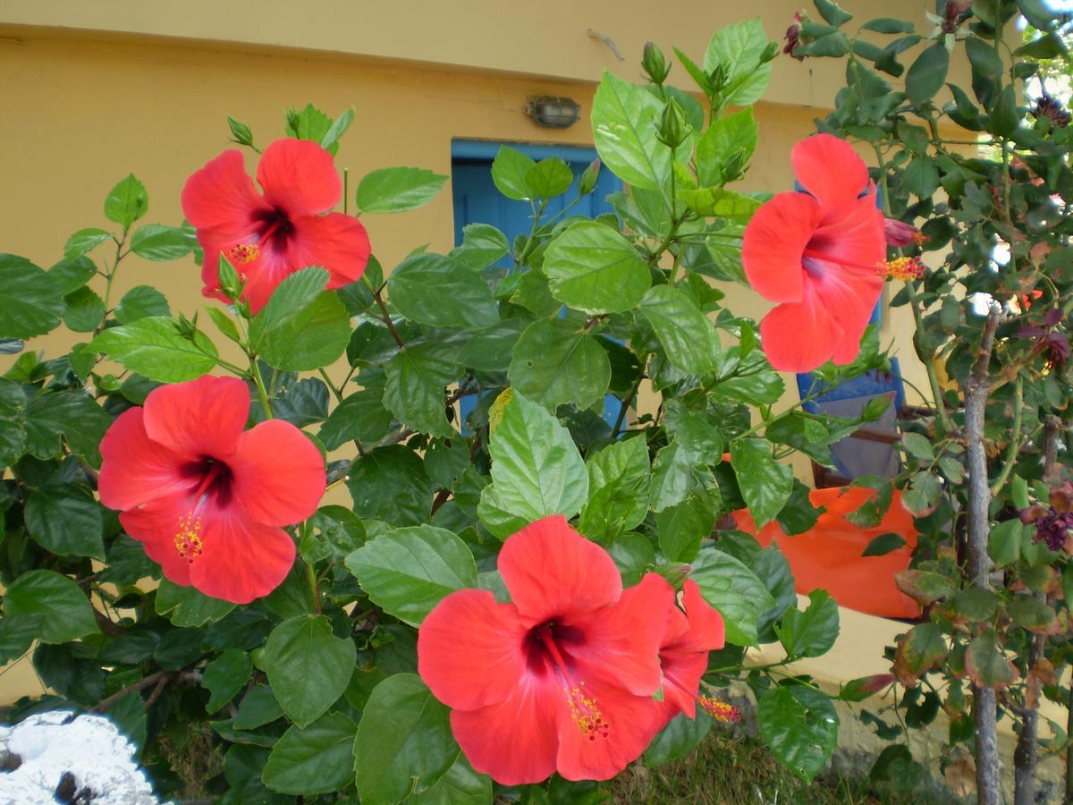 Eleni Guest house *