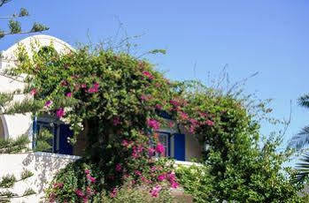 Paradise 3*