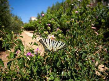Villa Apollo - Saint George's Retreat Village Kokkino Chorio