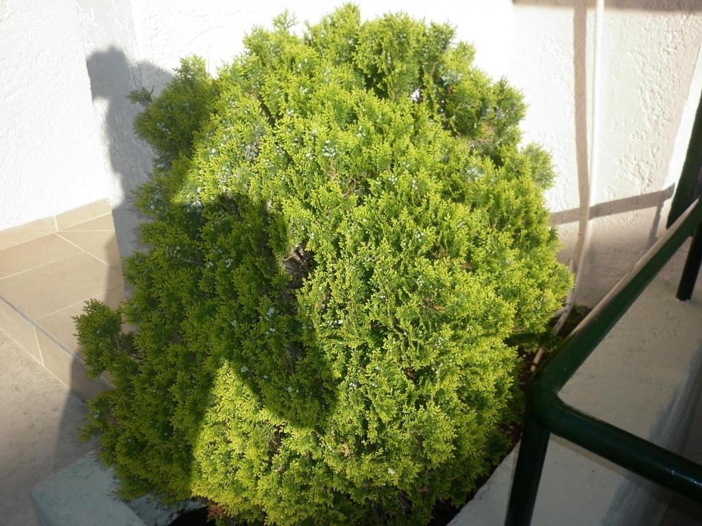 Joanna Bali (Crete)