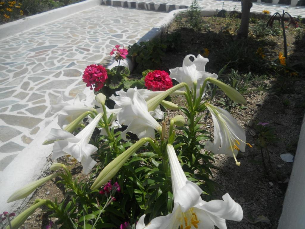 Ostria Kamari (Santorini)